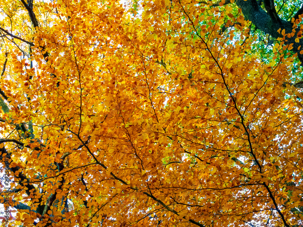 Beautiful colorful autumn beech tree branches background in a Belgian forest Beautiful colorful autumn beech tree branches background in a Belgian forest