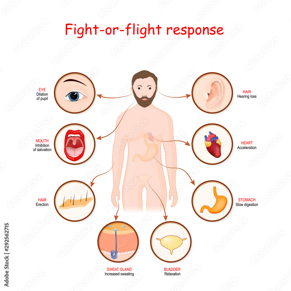 Reverse Fight Or Flight Response