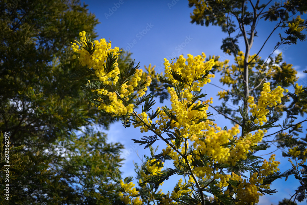Obraz premium Tree with yellow flowers and the sky behind