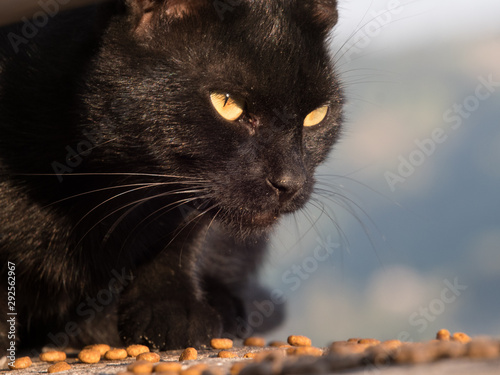 black cat