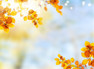 Vibrant fall foliage