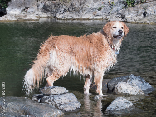 dog