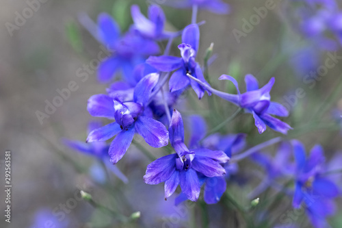 gentle blue flowers on brown background