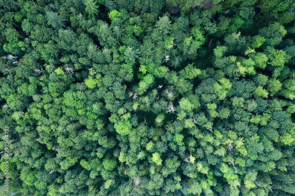 Drone Shot above the trees in Washington State
