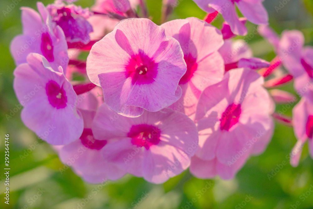 purple perennial phlox closeup on a garden background purple perennial phlox closeup on a garden background