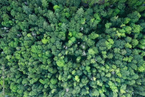 Drone Shot above the trees in Washington State