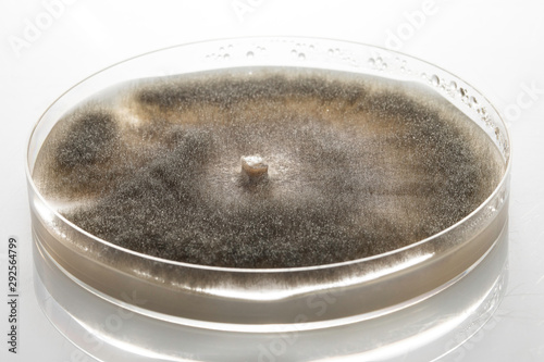Botrytis cinerea, gray mold, in the phase of sporulation in a Petri dish