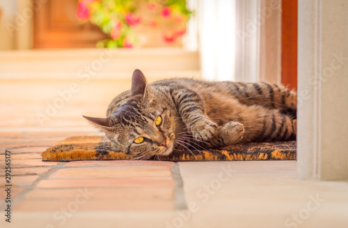 cat on sofa