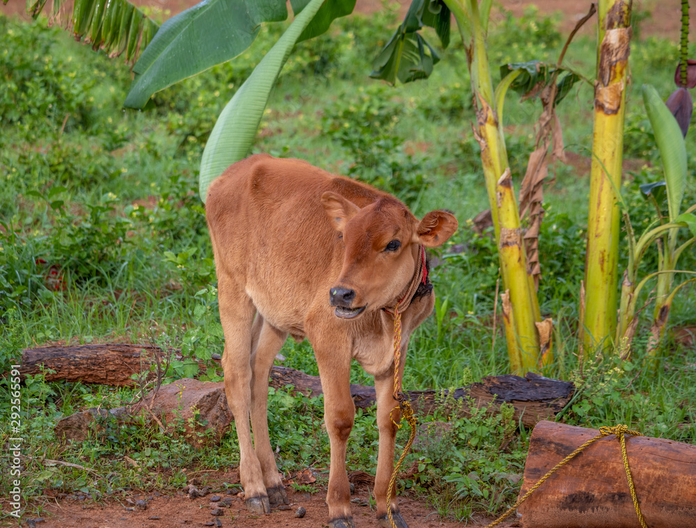Light Brown Coloured Calf or Young Domestic Cattle Shouting for help to escape from rope tied to a log of tree in a Agricultural farm land in Village Tamilnadu South India Asia