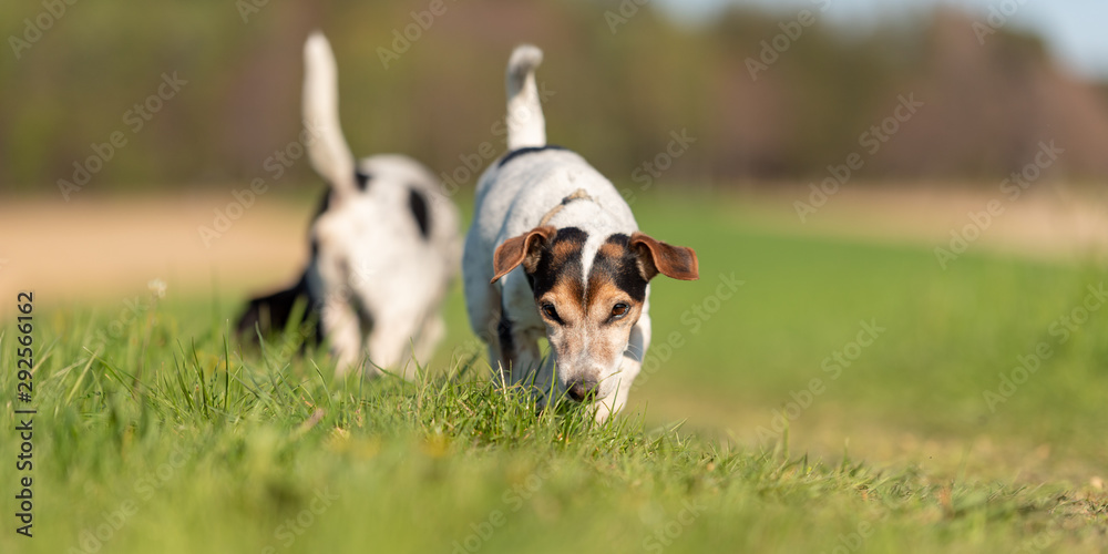 Two small Jack Russell Terriers join in a trail in a meadow in the autumn season