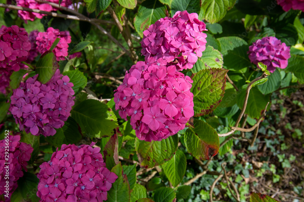 Hydrangea flowers on a bush Floral patterns Hydrangea flowers on a bush Floral patterns