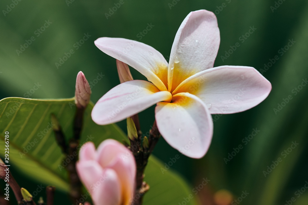 Fototapeta premium Asia flower
