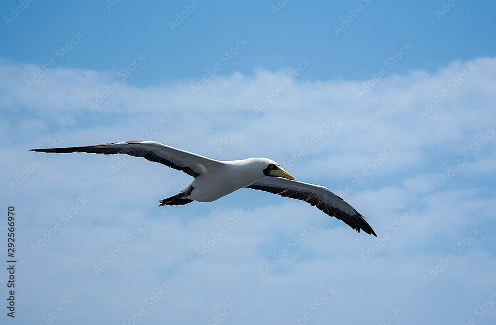amazing scene of seagull flying