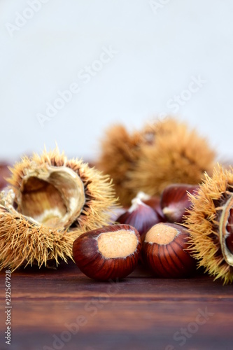 Kastanien mit Kastanienigel - Konzept - Deko - Werbung photo