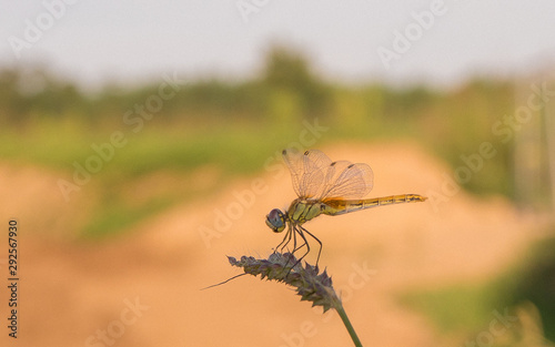 dragonfly