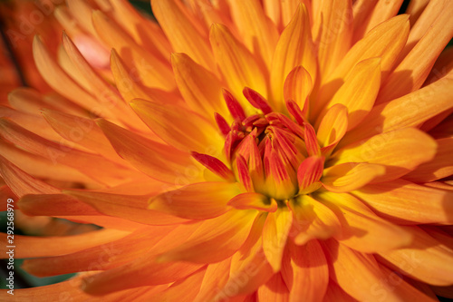 Closeup of a bloomed orange Dahlia delicate flower. Autumn colored petals background. 