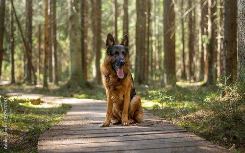 Dog breed German shepherd sitting on a wooden bridge in the woods 