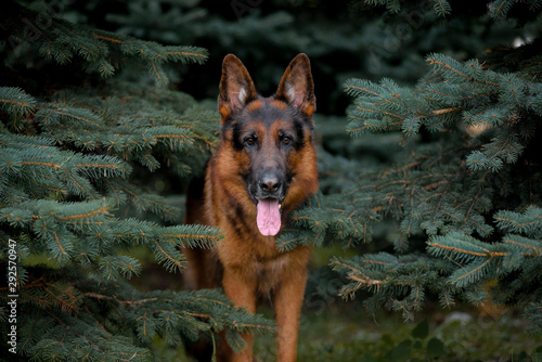 Dog breed German shepherd, close-up portrait in the firs, in the trees, in the trees