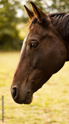 Pferdekopf Profil