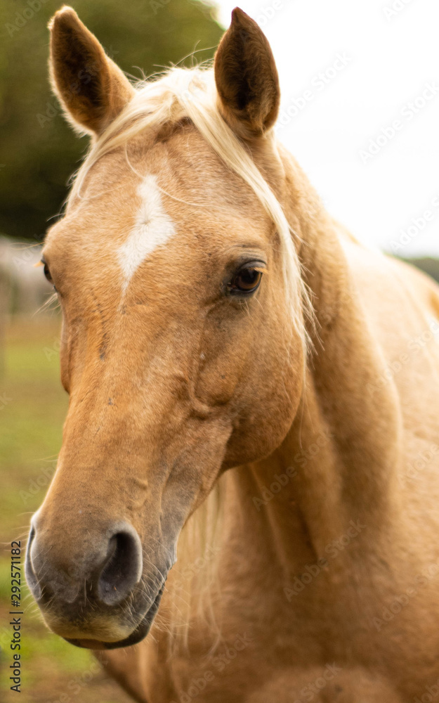 Fototapeta premium Araber Palomino Stute