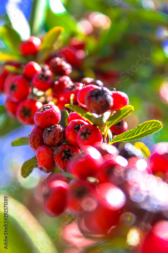 berries of red currant on a bush