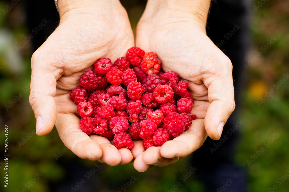 handful of fresh raspberries in the hands handful of fresh raspberries in the hands