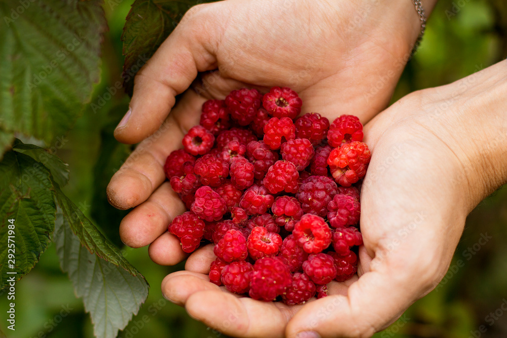 handful of fresh raspberries in the hands handful of fresh raspberries in the hands