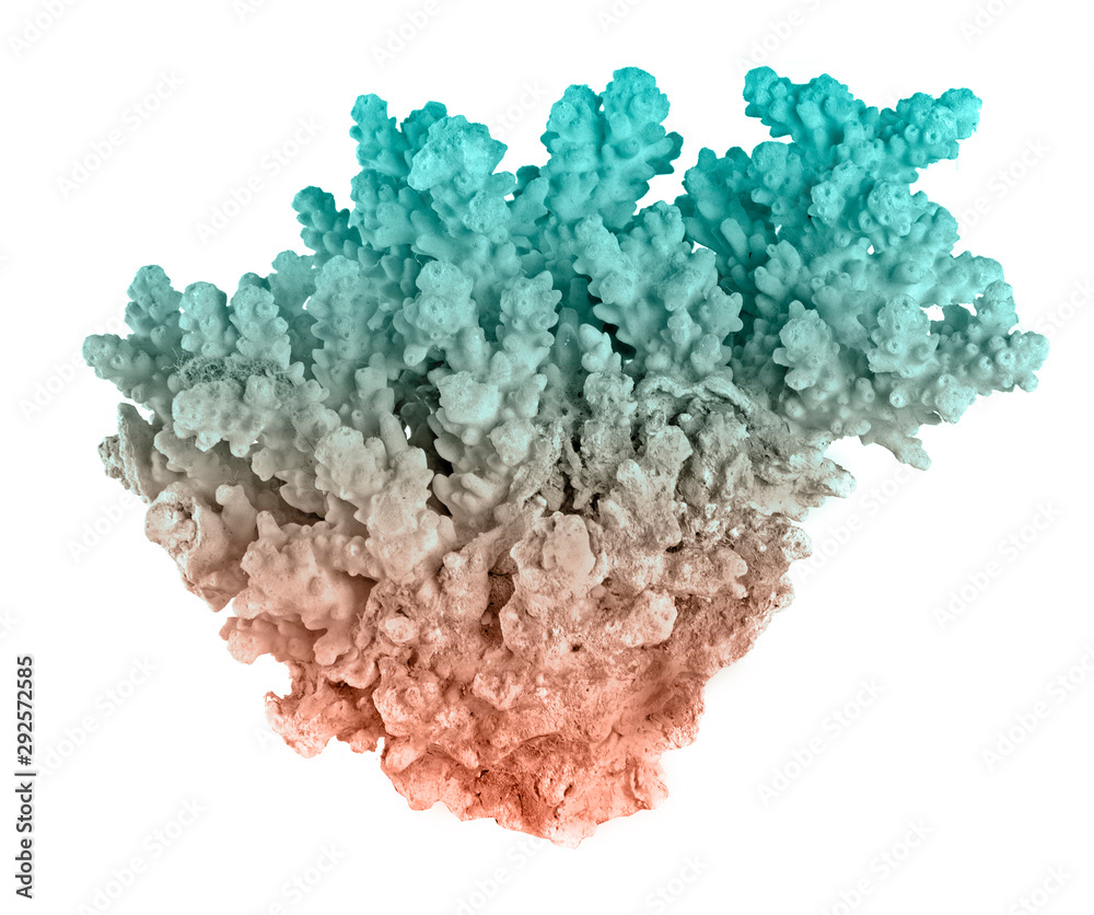 Naklejka premium Coral isolated on white background