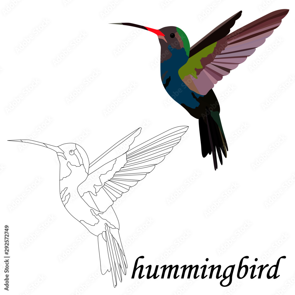 Obraz premium Isolate on a white background, black and white and colorful bird hummingbird