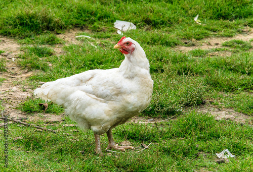 White chicken walking in a farm garden on the green grass.