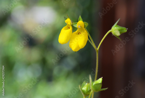 Calceolaria andina flower in Botanical Garden of Cambridge Univercity, England photo