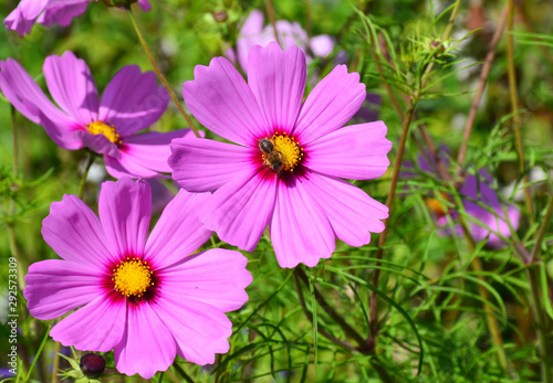 Pair of pink Cosmos flowers in a field
