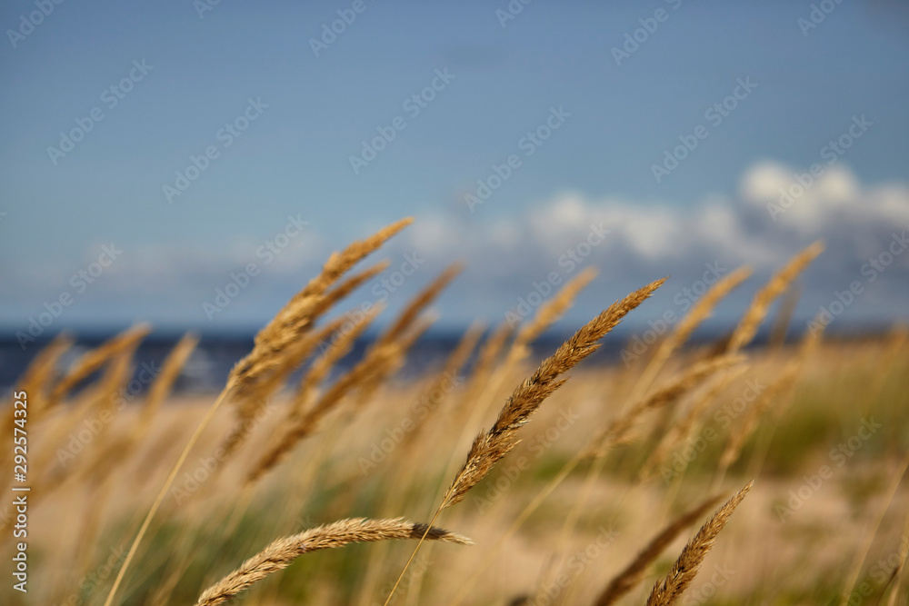 Fototapeta premium ears of clouds against the shore
