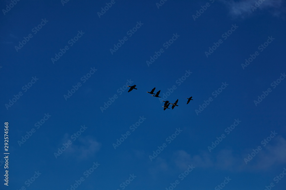 flock of birds over the Baltic Sea