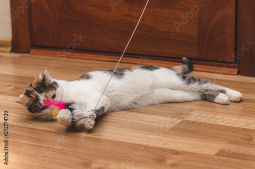 Cute colorful kitten lying on the floor and playing with a toy