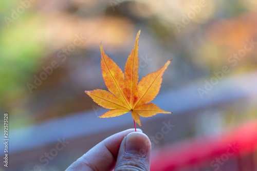 Leaf autumn season