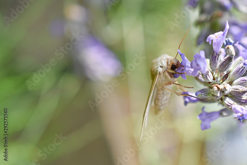 falena bianca su fiore di lavanda