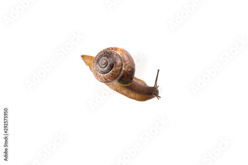 Garden snail ,isolated on white