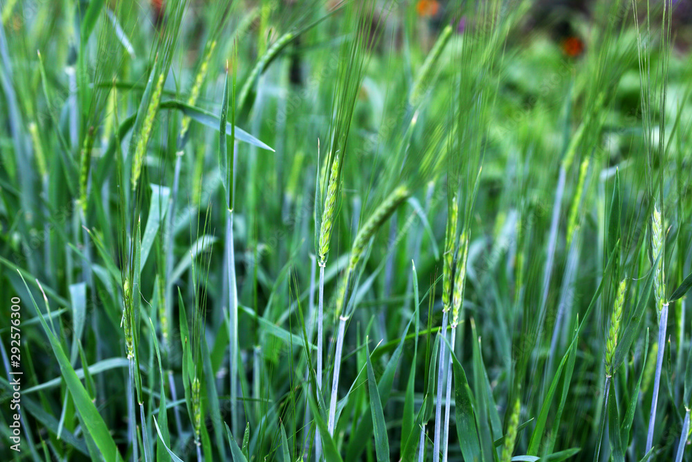 Wheat grows on the field