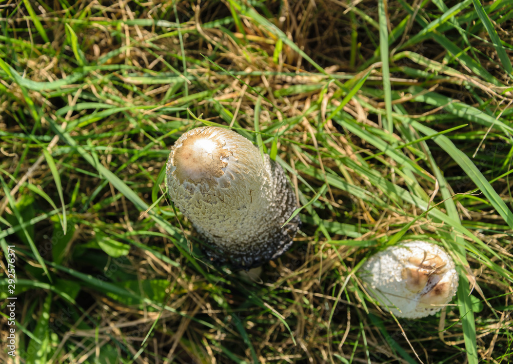 Mushroom dung beetle growing on the field on a bright sunny day.