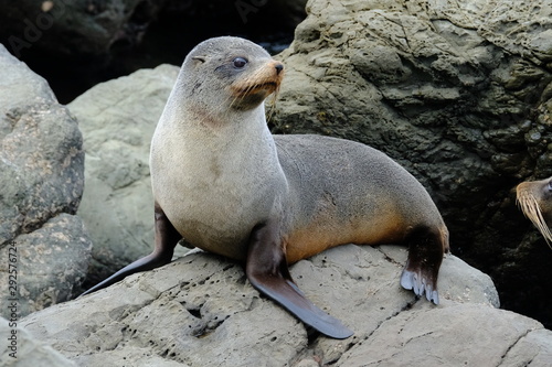 New Zealand fur seal near Kaikoura, Canterbury, New Zealand