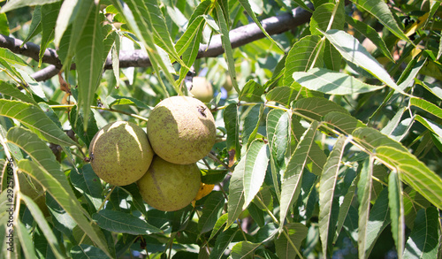 fruit and leaf of black walnut tree