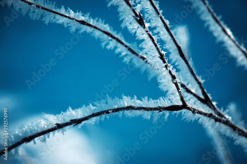 Detail on frozen twig