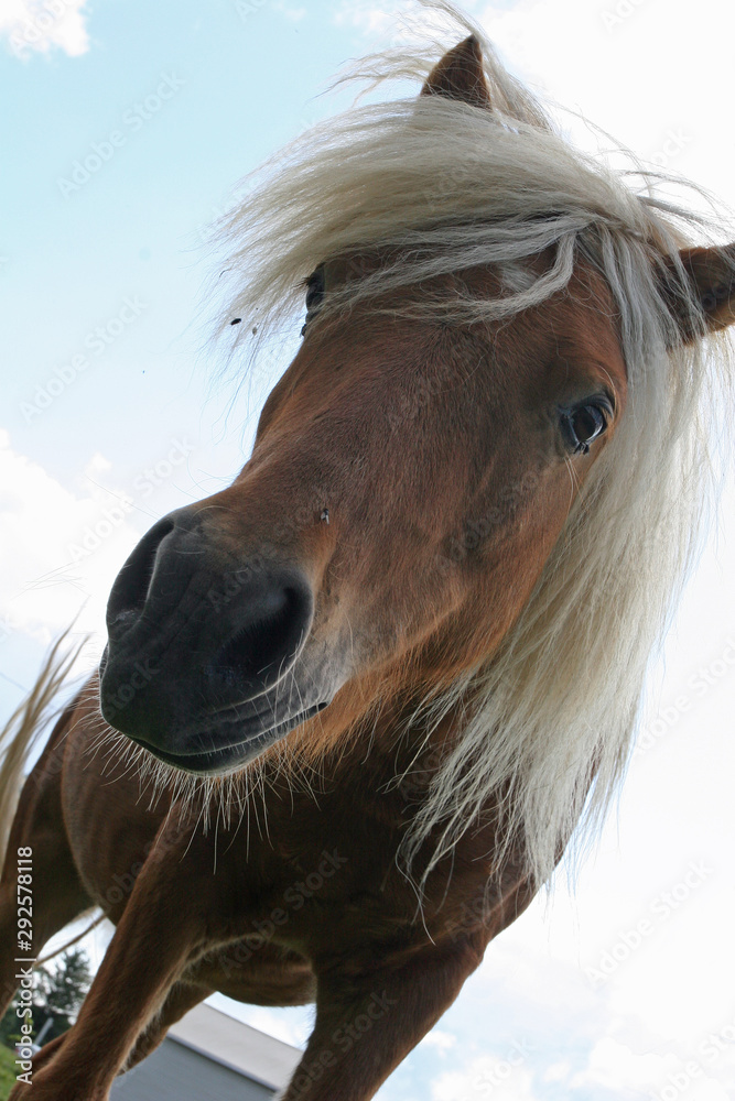 Obraz Young Icelandic pony in the meadow