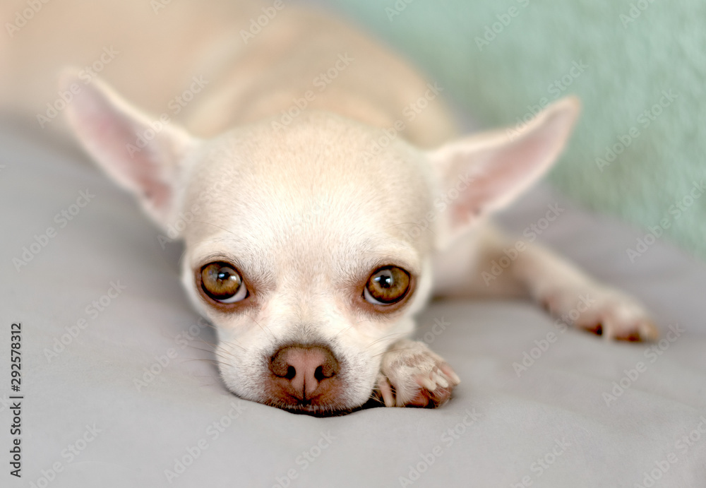 perro chihuahua solo fondo difuminado ojos expresivos