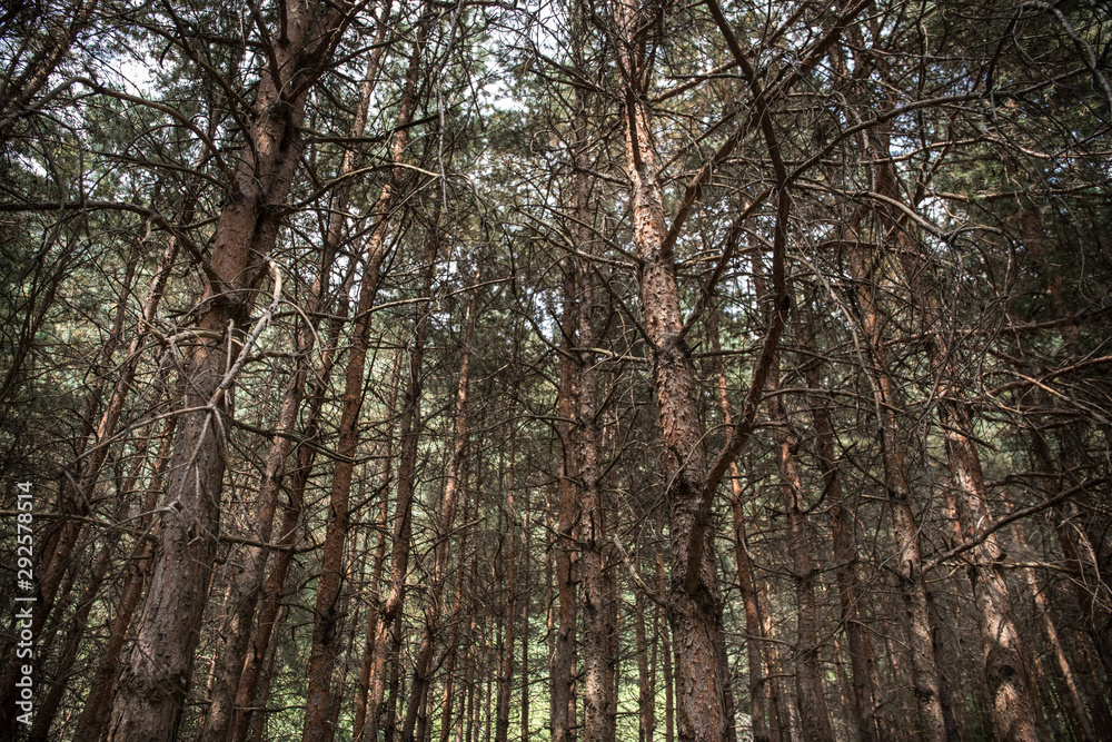 Bark of Pine Tree close up. Beautiful pine forest at summer time. Bark of Pine Tree close up. Beautiful pine forest at summer time.