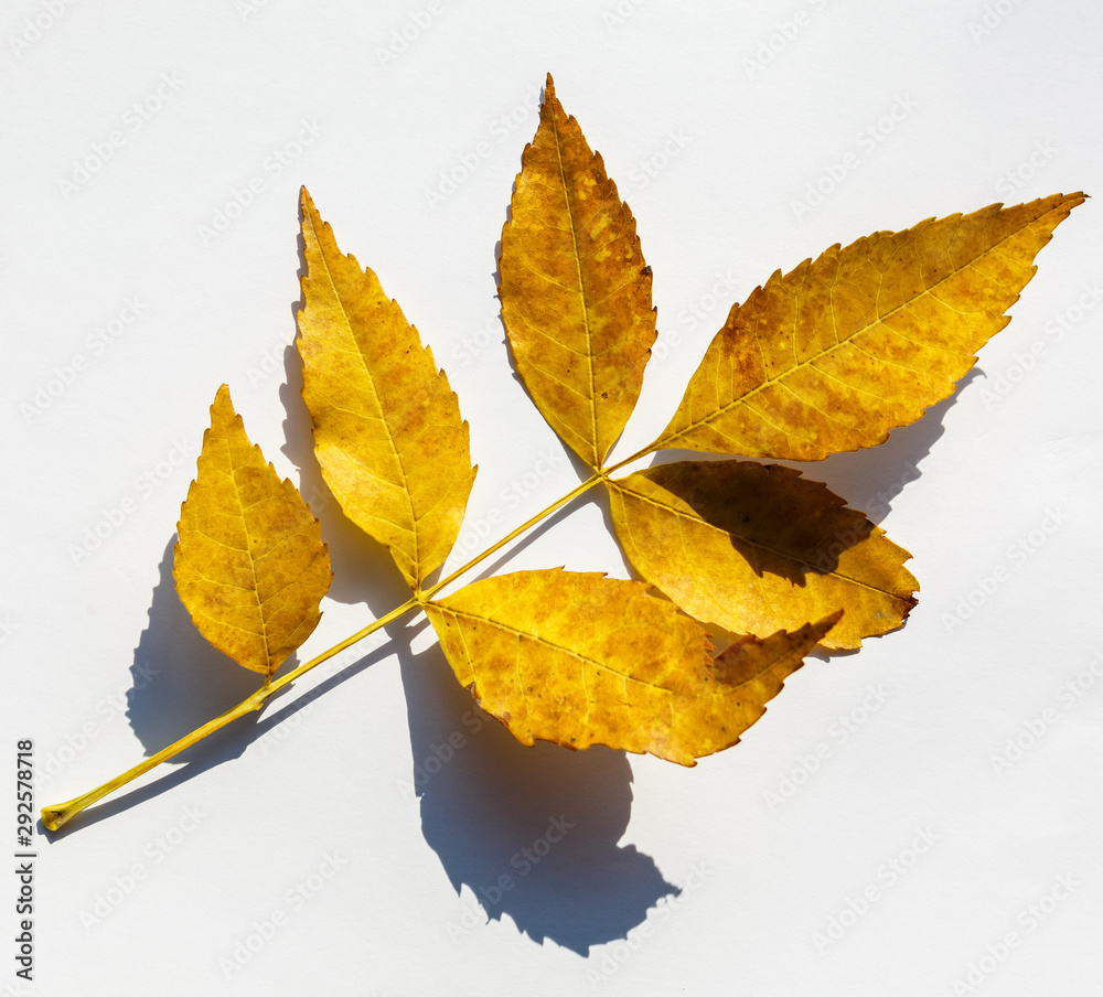 Obraz premium collection beautiful colorful autumn leaves isolated on white background