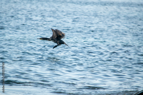 Juvenile Cormorant in flight over the sea