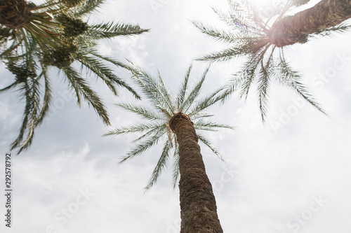 nature  palm trees  Spain