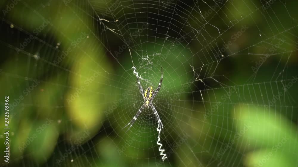 Close up of a Yellow Creepy Spider on Web Close up of a Yellow Creepy Spider on Web